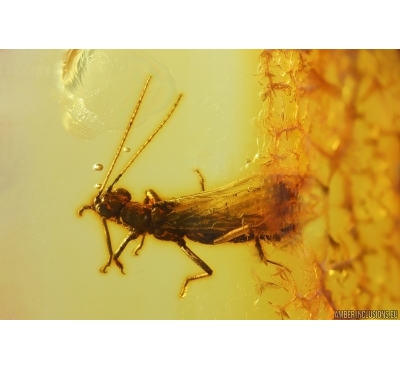 Stonefly Plecoptera. Fossil insect in Baltic amber #12579