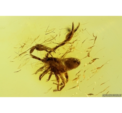 Pseudoscorpion. Fossil inclusion in Baltic amber stone #12580