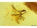 Pseudoscorpion. Fossil inclusion in Baltic amber stone #12580