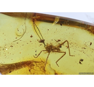 Nice Cricket Orthoptera. Fossil insect in Baltic amber #12581