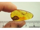 Nice Cricket Orthoptera. Fossil insect in Baltic amber #12581