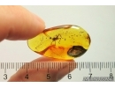 Nice Cricket Orthoptera. Fossil insect in Baltic amber #12581