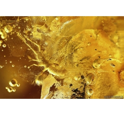 Extremely Rare Two-Pronged Bristletail Diplura, Spider and Ant. Fossil inclusions Baltic amber #12582