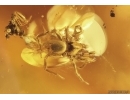 Extremely Rare Two-Pronged Bristletail Diplura, Spider and Ant. Fossil inclusions Baltic amber #12582