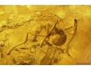 Extremely Rare Two-Pronged Bristletail Diplura, Spider and Ant. Fossil inclusions Baltic amber #12582