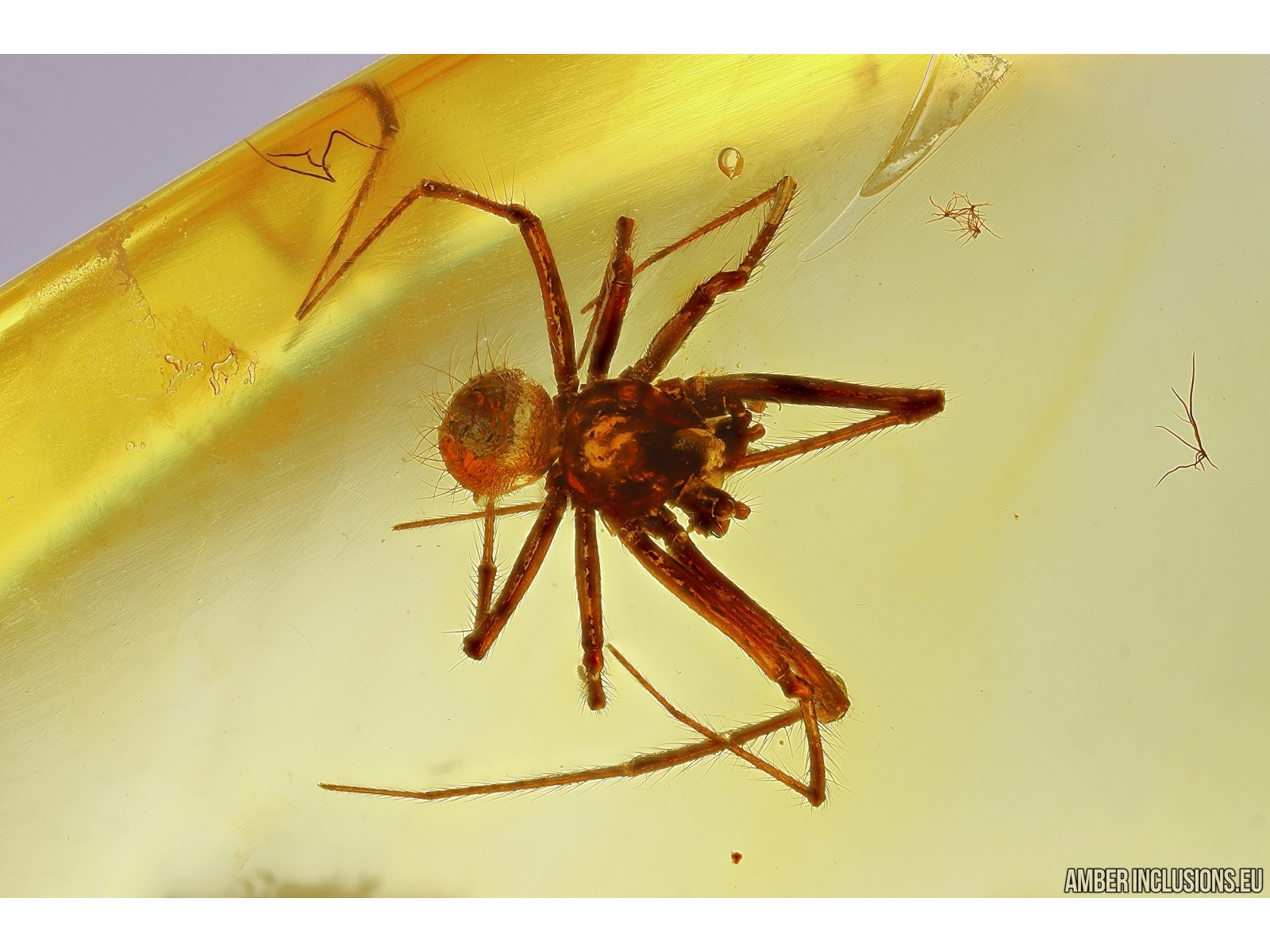 Spiders Synotaxidae Acrometa. Fossil inclusion Nice Ukrainian Rovno ...