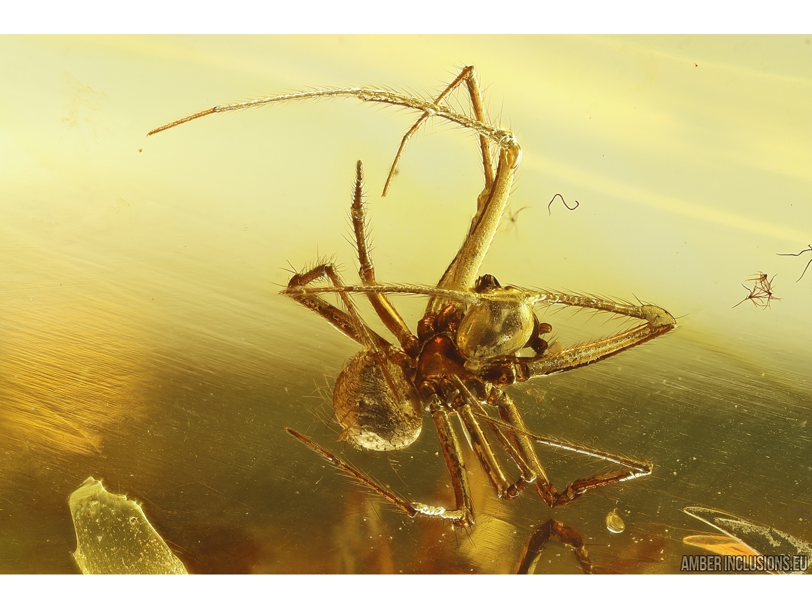 Spiders Synotaxidae Acrometa. Fossil inclusion Nice Ukrainian Rovno ...