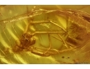 Spider Araneae. Fossil inclusion Baltic amber stone #12617