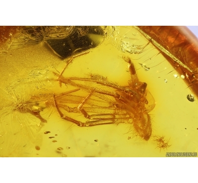 Spider Araneae. Fossil inclusion Baltic amber stone #12617