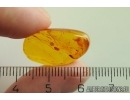 Spider Araneae. Fossil inclusion Baltic amber stone #12617