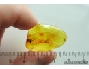 Spider Araneae. Fossil inclusion Baltic amber #12620