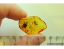 Ant spider Zodariidae. Fossil inclusion Baltic amber stone #12621