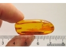 Big 25mm Leaf, Spider and More. Fossil inclusions in Baltic amber #12427