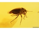 Bug Heteroptera. Fossil insect in Baltic amber #12630