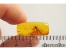 Wasp Hymenoptera Ichneumonidae. Fossil insect Baltic amber #12633