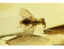 Chalcid Wasp Chalcidoidea. Fossil insect in Baltic amber #12636
