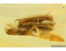 Proctotrupid Wasp Hymenoptera. Fossil insect in Baltic amber #12639