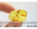 Proctotrupid Wasp Hymenoptera. Fossil insect in Baltic amber #12639
