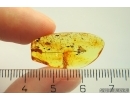 Wasp Hymenoptera Ichneumonidae. Fossil insect Baltic amber #12640