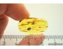 Wasp Hymenoptera Ichneumonidae. Fossil insect Baltic amber #12642
