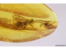 Wasp Hymenoptera, Ant and More. Fossil insects Baltic amber #12643
