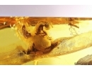 Wasp Hymenoptera, Ant and More. Fossil insects Baltic amber #12643