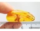Wasp Hymenoptera, Ant and More. Fossil insects Baltic amber #12643