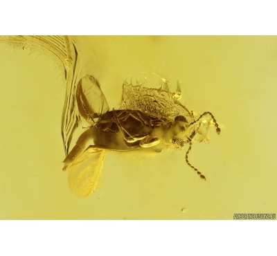 Antlike leaf beetle Aderidae, Leaf, Gnat and More. Fossil inclusions Baltic amber #12649