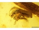 Rove beetle Staphylinidae and Stalactite. Fossil inclusions Baltic amber #12650