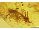 False darkling beetle Melandryidae and Rare Plant. Fossil inclusions Baltic amber #12651