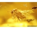 Rare Wings probably Dragonfly Odonata, Solder Beetle Cantharidae, Spider, Ant and More. Fossil inclusions Baltic amber stone #12652