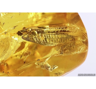 Rare Wings probably Dragonfly Odonata, Solder Beetle, Spider, Ant and More. Fossil inclusions Baltic amber stone #12652