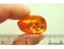 Rare Wings probably Dragonfly Odonata, Solder Beetle Cantharidae, Spider, Ant and More. Fossil inclusions Baltic amber stone #12652