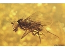 Jumping Spider Salticidae and Nice Long-legged fly Dolichopodidae. Fossil inclusions Baltic amber #12654