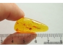 Spider Araneae. Fossil inclusion Baltic amber #12658