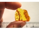 Millipede Diplopoda and Ants Ctenobethylus goepperti. Fossil inclusions in Baltic amber #12700