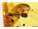 Millipede Diplopoda and Ants Ctenobethylus goepperti. Fossil inclusions in Baltic amber #12700