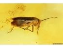 True Bug Miridae Fossil inclusion in Baltic amber #12702