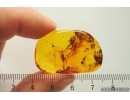 Big 11mm Spider Araneae. Fossil inclusion Baltic amber #12706