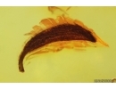 Nice Leaf. Fossil inclusion in Baltic amber #12709