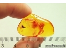 Nice Leaf. Fossil inclusion in Baltic amber #12709