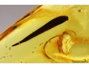 Nice Leaf. Fossil inclusion in Baltic amber #12710
