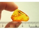 Nice Leaf. Fossil inclusion in Baltic amber #12710