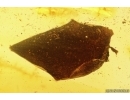 Nice Leaf. Fossil inclusion in Baltic amber #12711
