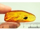 Nice Leaf. Fossil inclusion in Baltic amber #12711