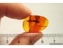 Long 12mm Leaf. Fossil inclusion in Baltic amber #12712