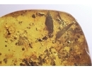 Leaves, Ant and Spider fragment. Fossil inclusions Baltic amber #12717