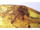 Nice plant, big 10mm Spider and Dipterans. Fossil inclusions Baltic amber #12720