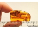 Nice plant, big 10mm Spider and Dipterans. Fossil inclusions Baltic amber #12720