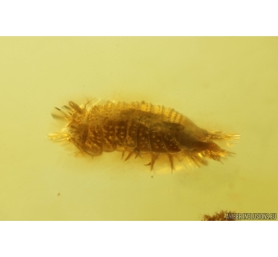 Woodlice Isopoda and Dipterans. Fossil insects Baltic amber #12724